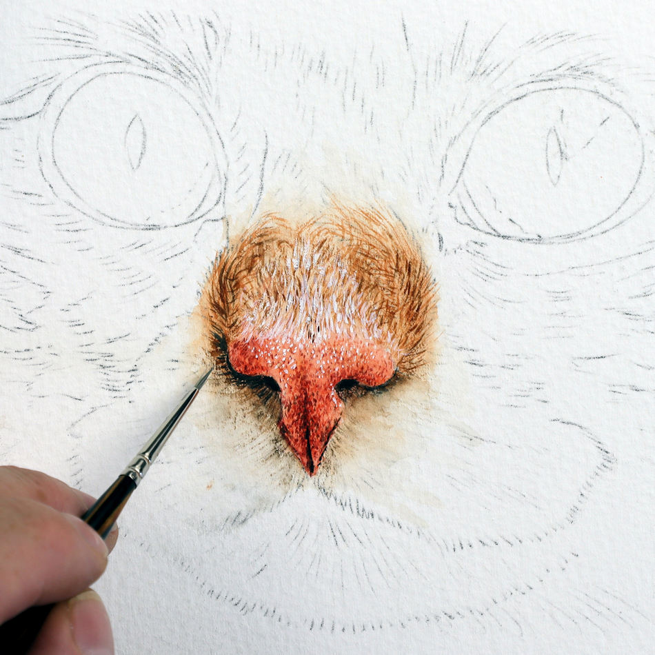 Best way to paint a cat's nose using watercolour The Devon Artist