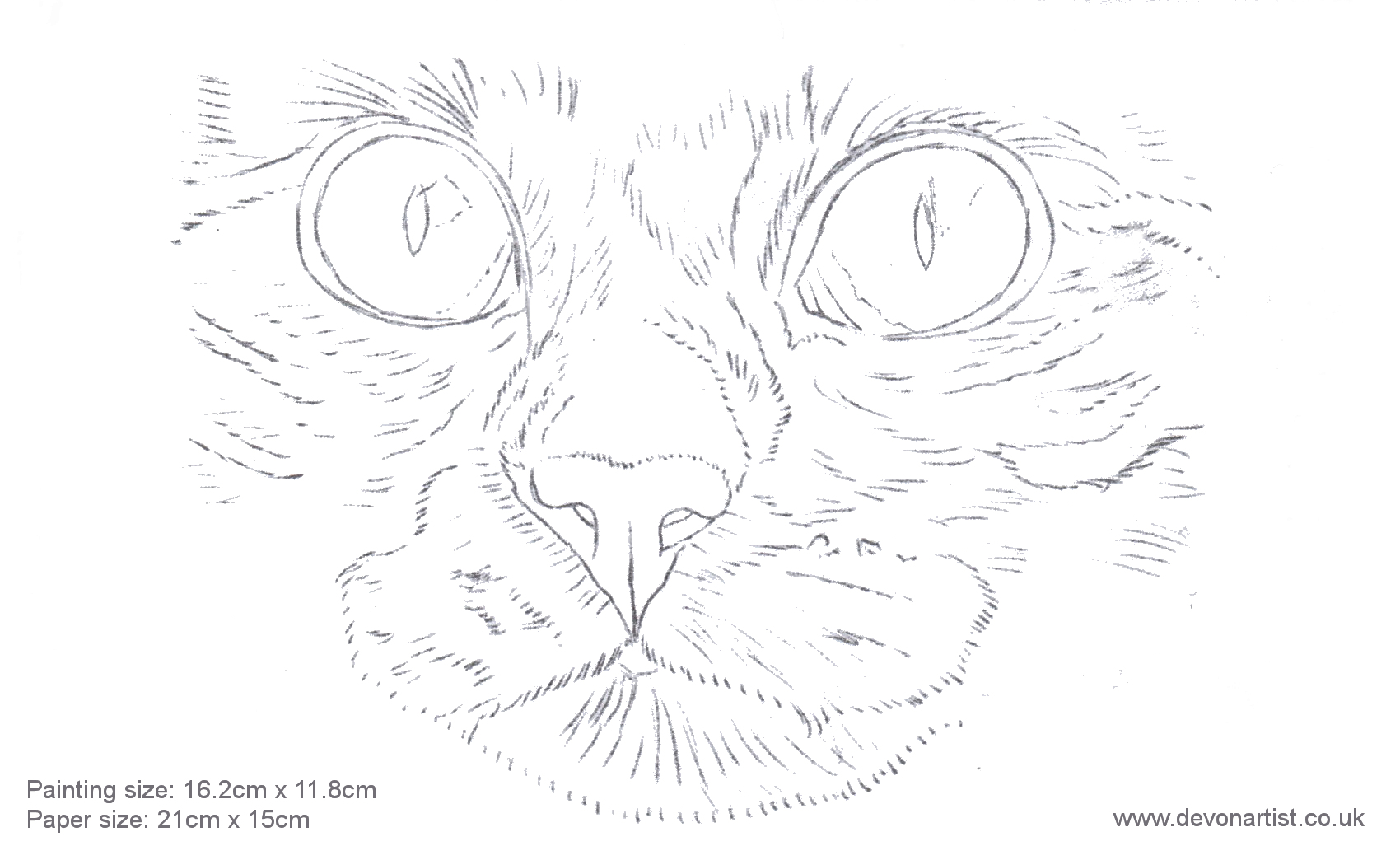 Best way to paint a cat's nose using watercolour The Devon Artist