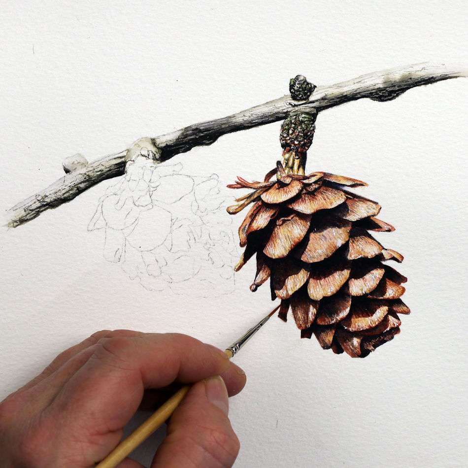 How to paint pine cones in watercolour in detail The Devon Artist