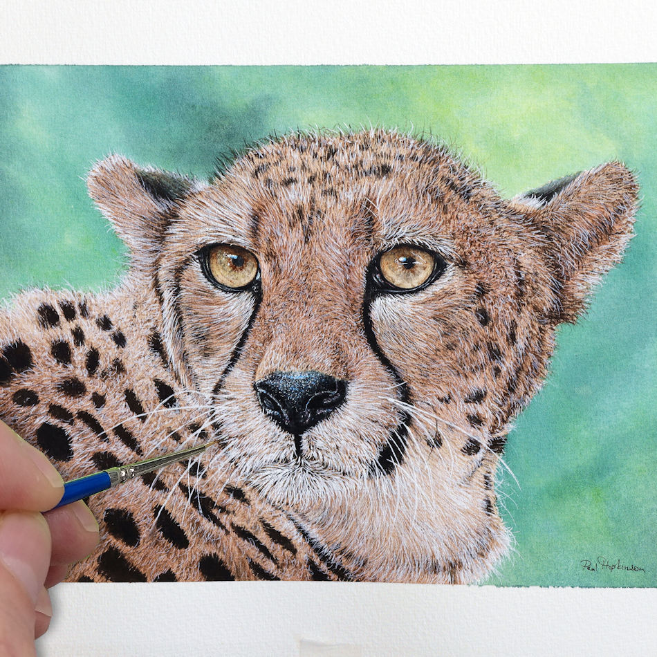 How to paint a Cheetah in watercolour, art online - The Devon Artist