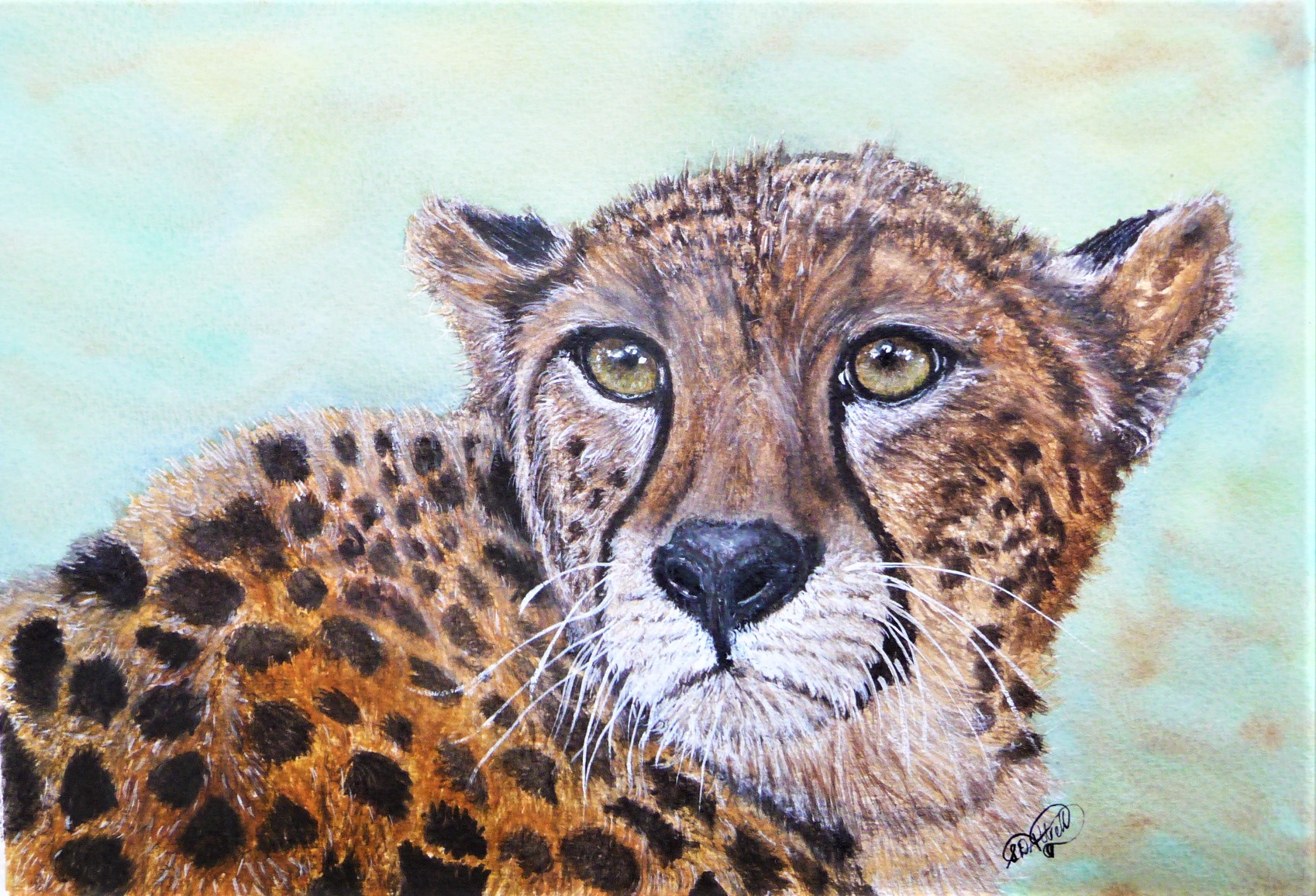 How to paint a Cheetah in watercolour, art online - The Devon Artist