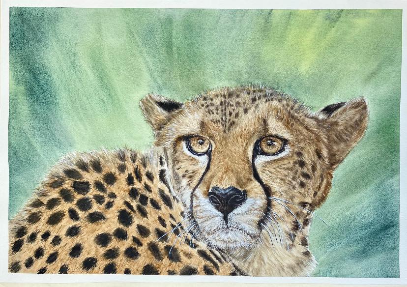 How to paint a Cheetah in watercolour, art online - The Devon Artist
