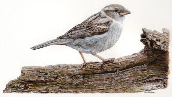 Sparrow in watercolour by Paul Hopkinson