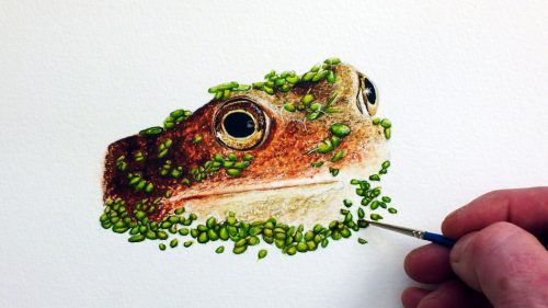 Unauthorised access image, a watercolour frog painting